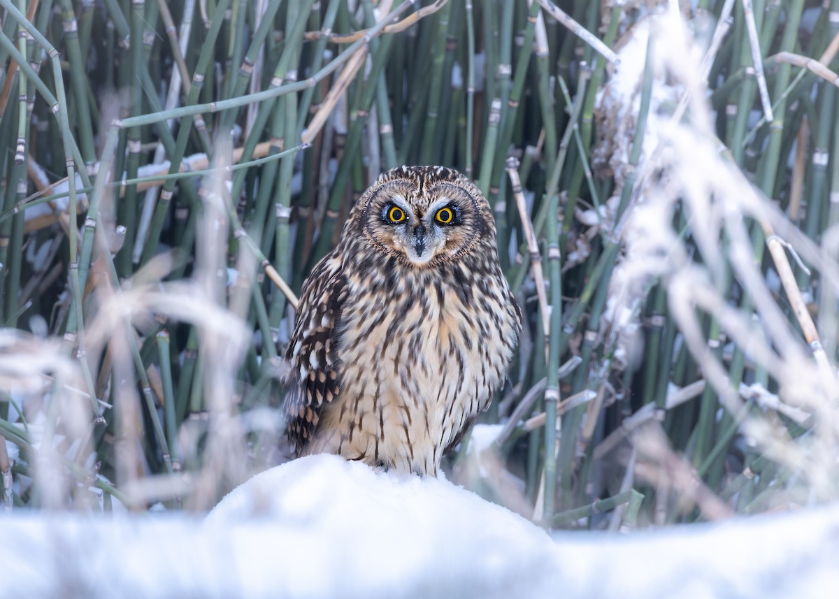 短耳鴞 - ML646879262