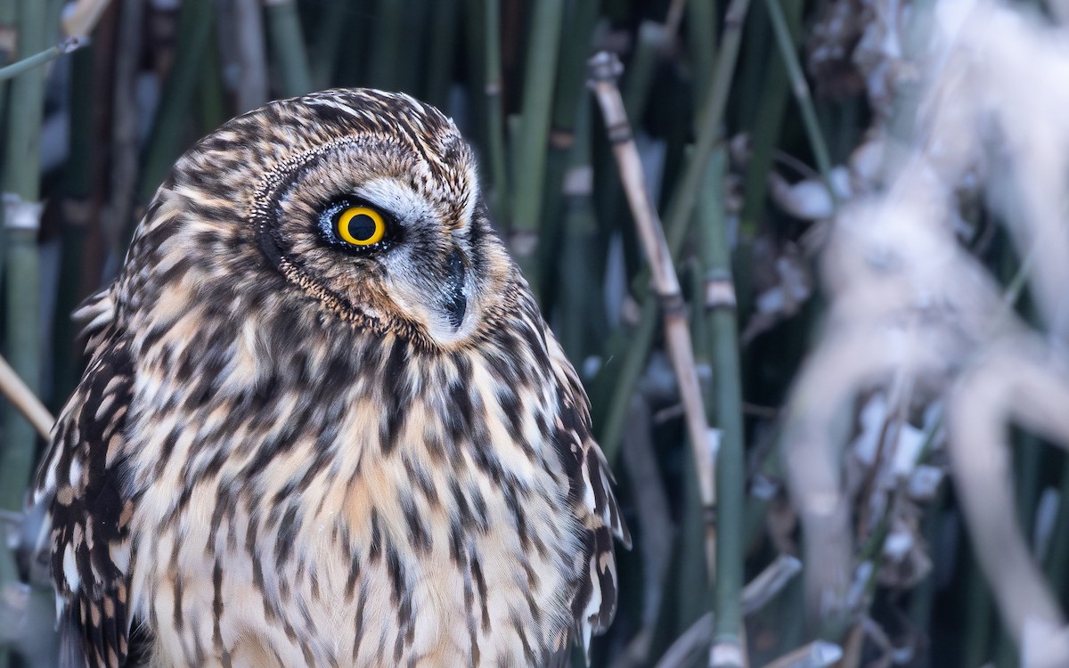 短耳鴞 - ML646879263