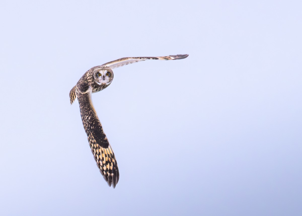 短耳鴞 - ML646879264