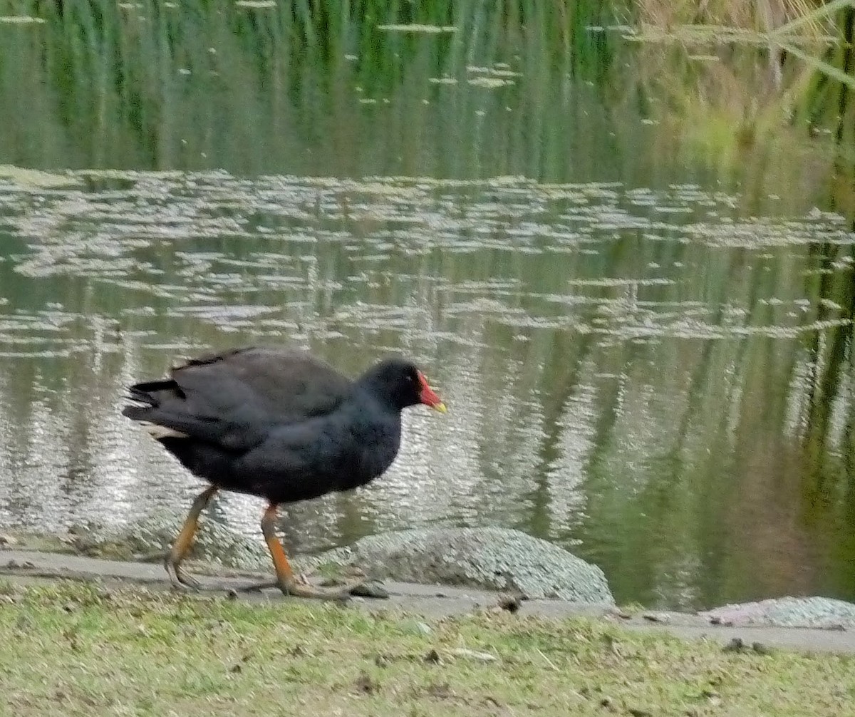 Dusky Moorhen - ML646879265