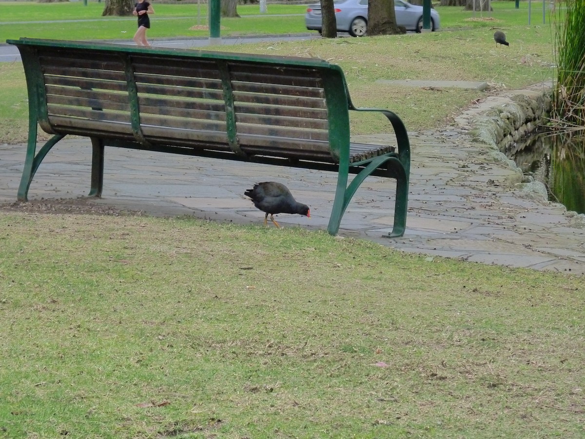 Dusky Moorhen - ML646879266
