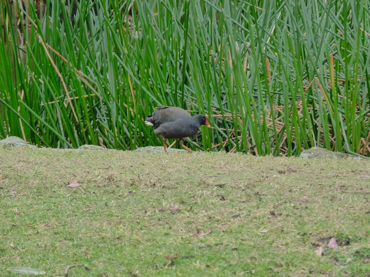 Dusky Moorhen - ML646879267