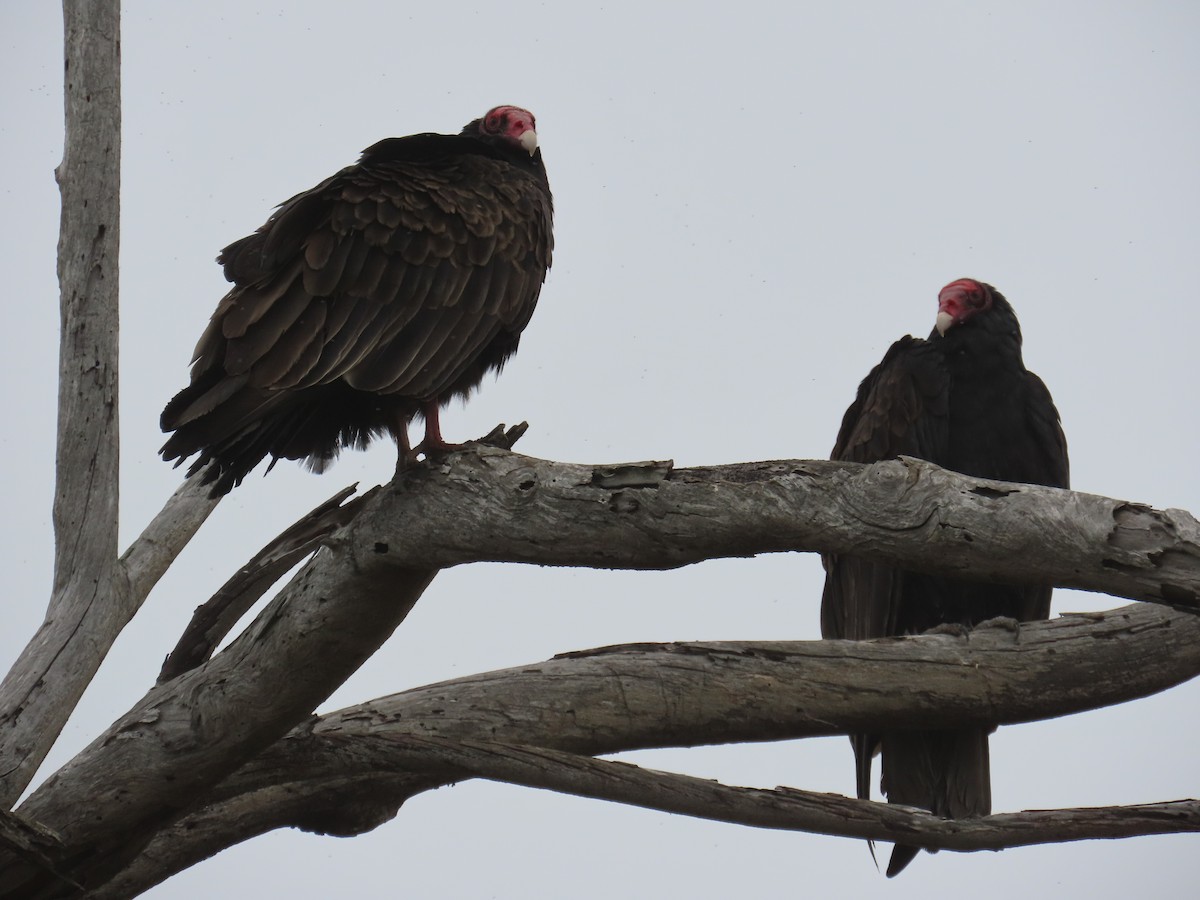Turkey Vulture - ML646879269