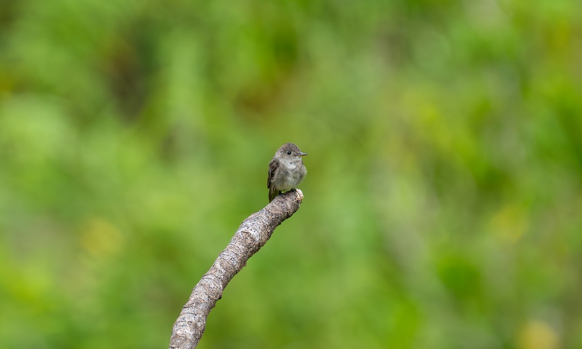 Batılı Tropikal/Doğulu Pivi - ML646879270