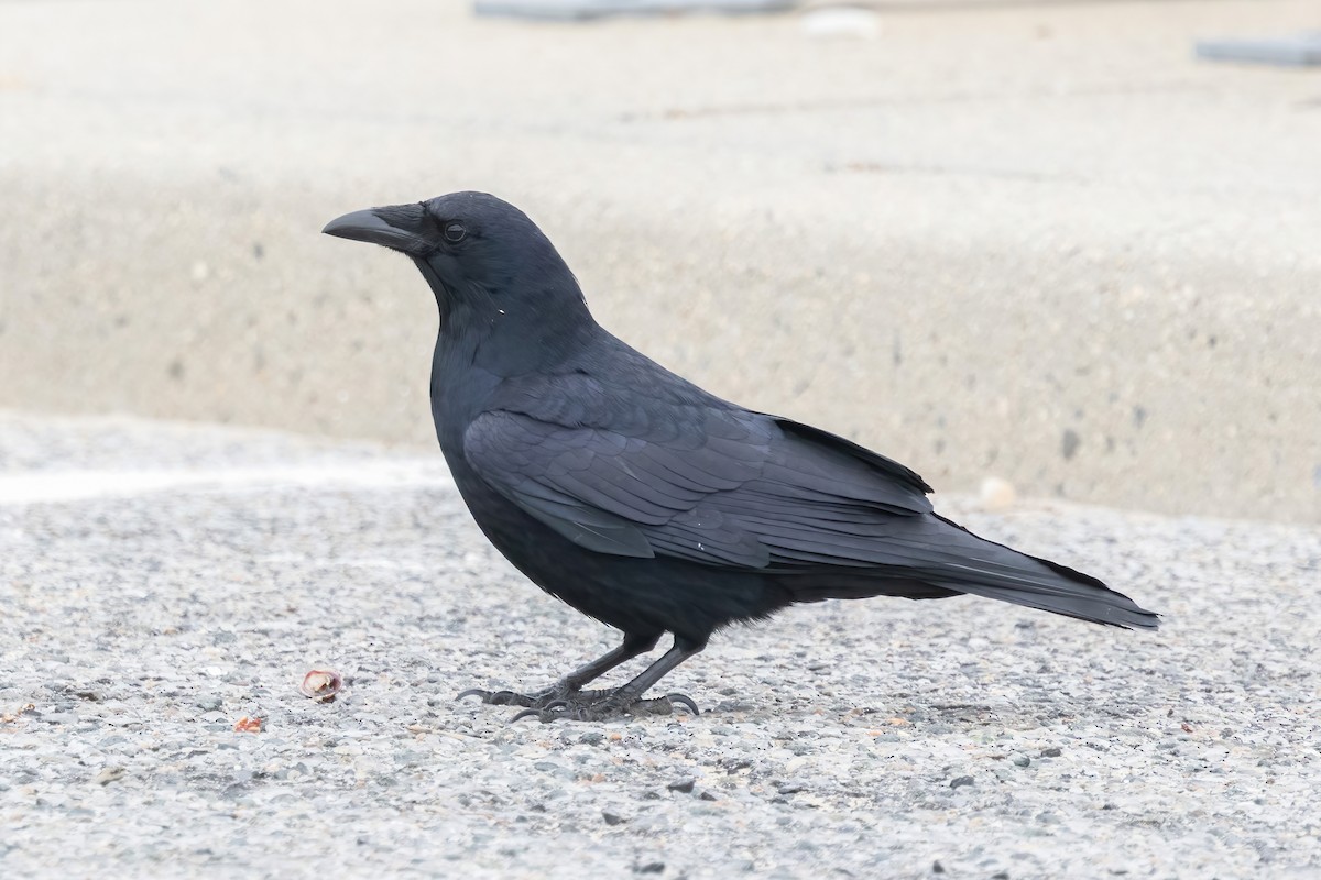 ウオガラス - ML646879271