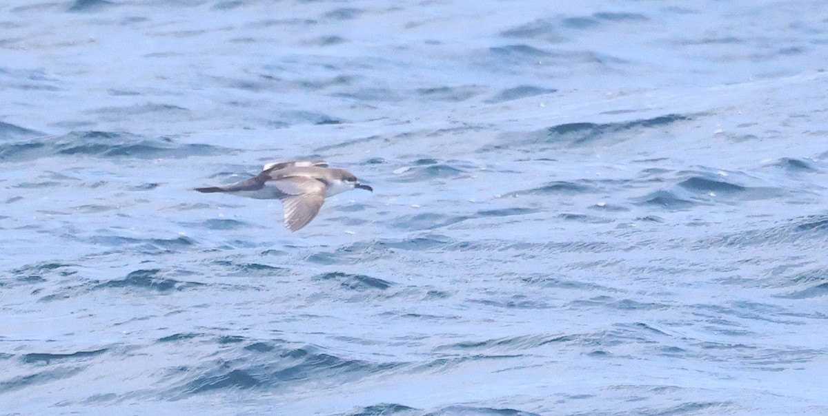 Буревісник Бюлера - ML646879272