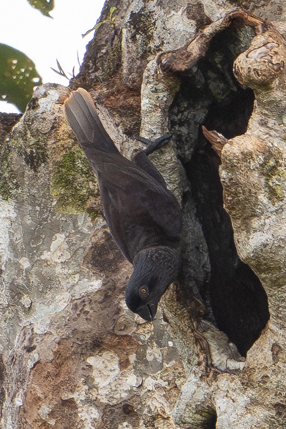 Black Lory - ML646879274