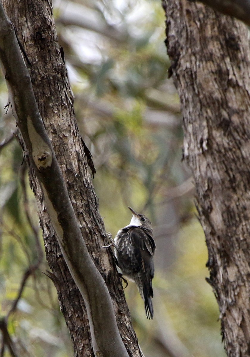 White-throated Treecreeper - ML646879275