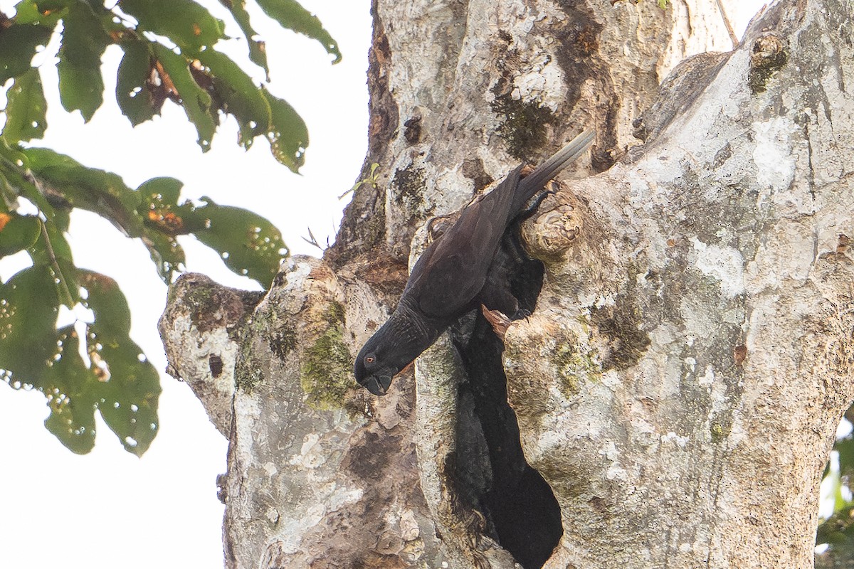 Black Lory - ML646879277