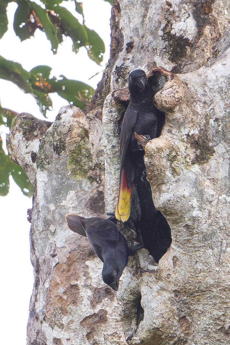 Black Lory - ML646879283