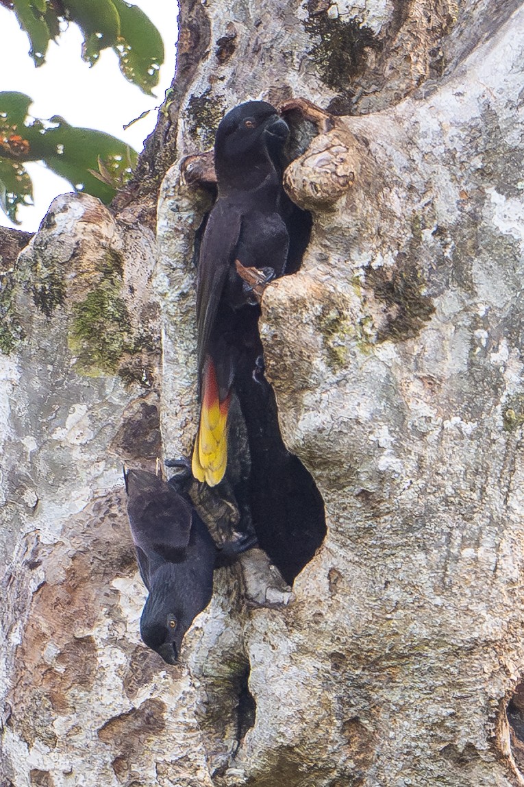 Black Lory - ML646879285