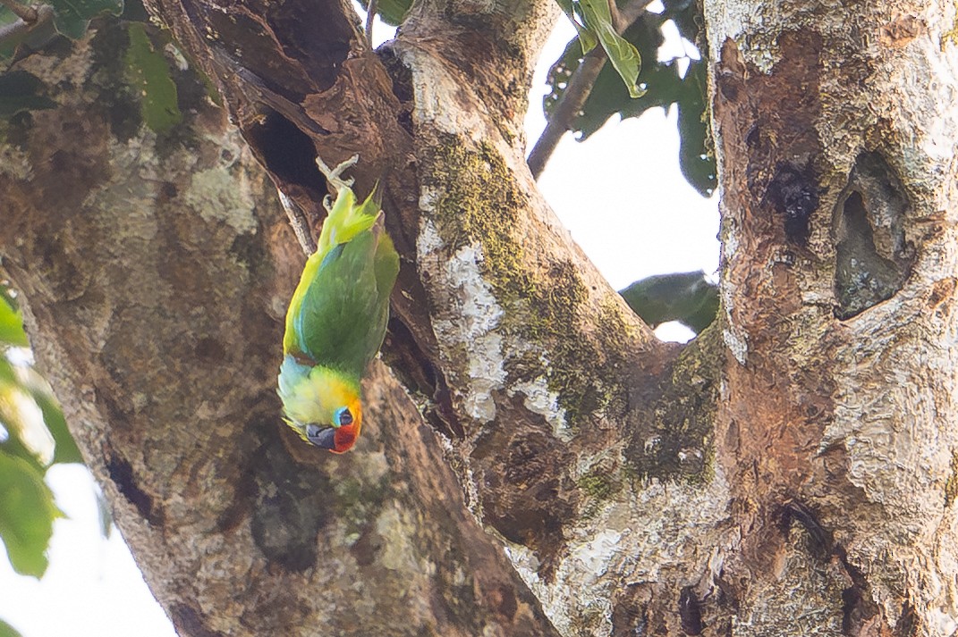 Double-eyed Fig-Parrot - ML646879287