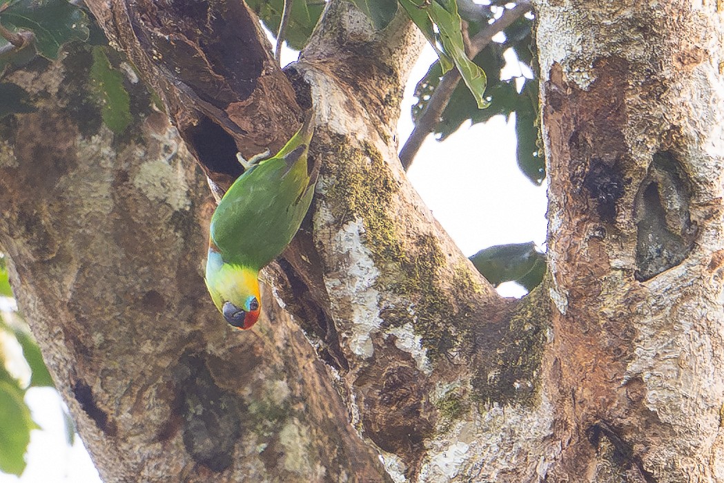 Double-eyed Fig-Parrot - ML646879288