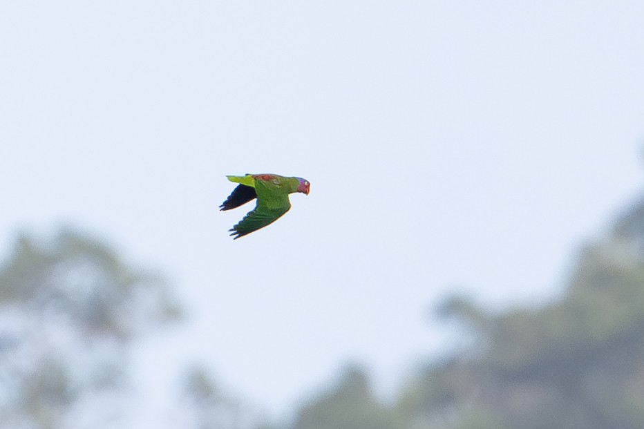 Red-cheeked Parrot - ML646879290