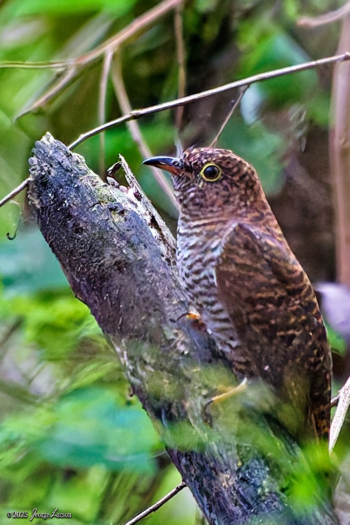 Sunda Brush Cuckoo - ML646879295