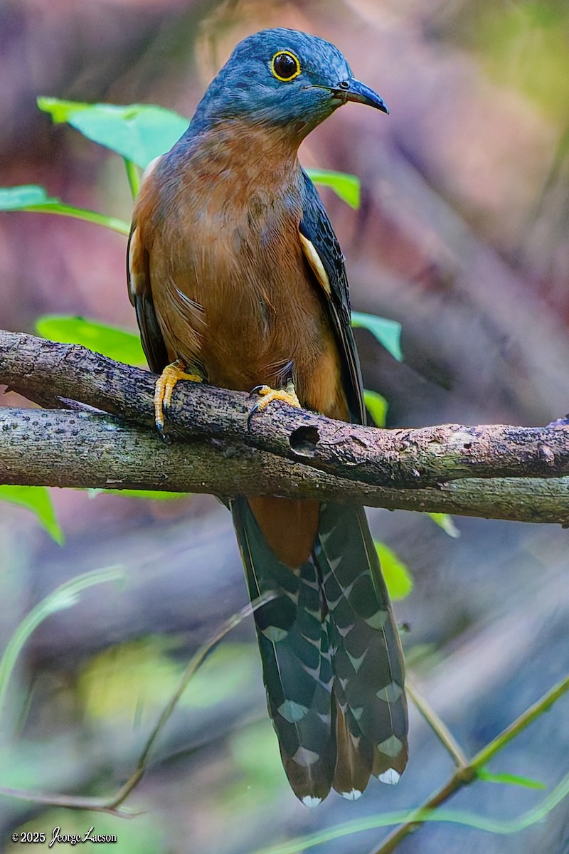 Sunda Brush Cuckoo - ML646879296