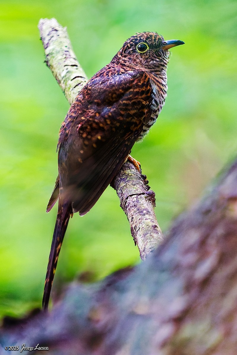 Sunda Brush Cuckoo - ML646879297