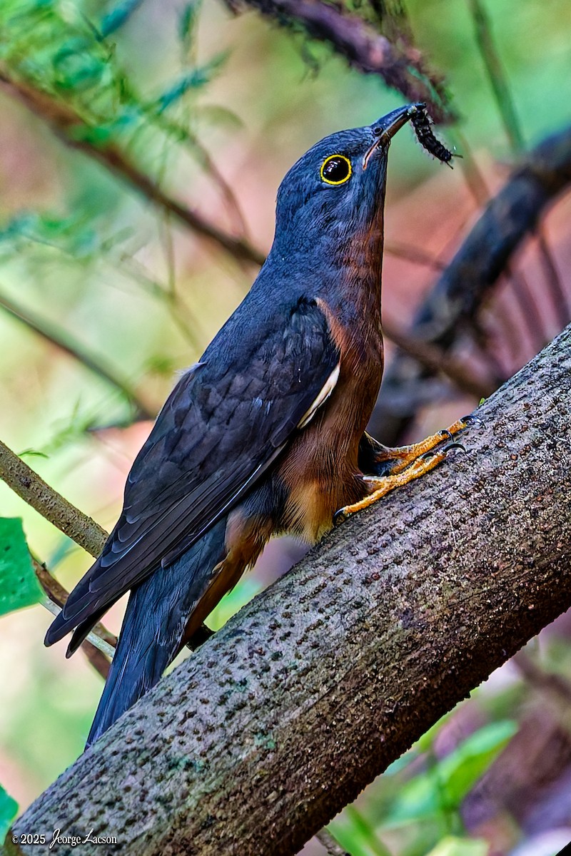 Sunda Brush Cuckoo - ML646879298