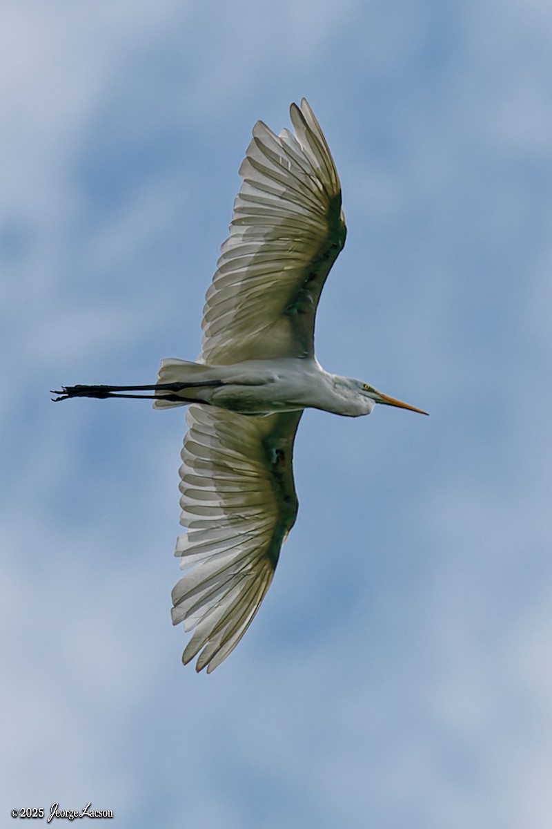 Seidenreiher - ML646879299