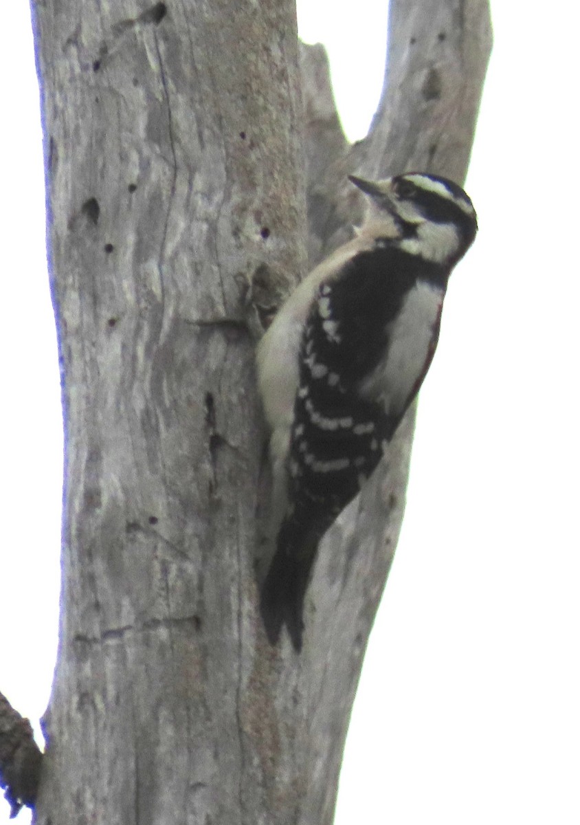 Pic mineur - ML646879300