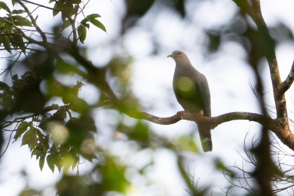 Pinon's Imperial-Pigeon (Gray-headed) - ML646879301