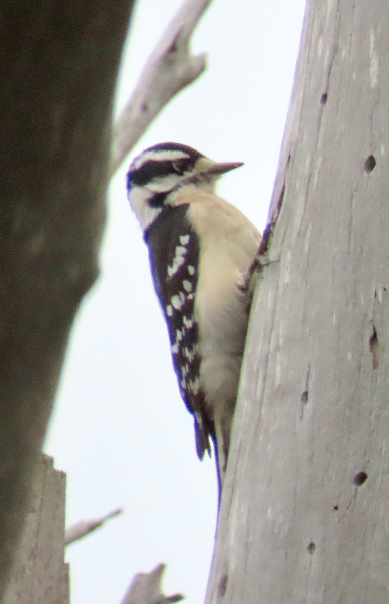 Pic mineur - ML646879302