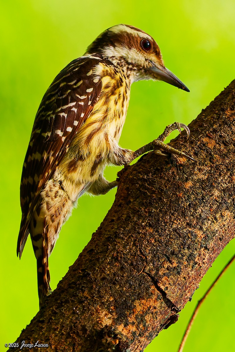 Philippine Pygmy Woodpecker - ML646879306