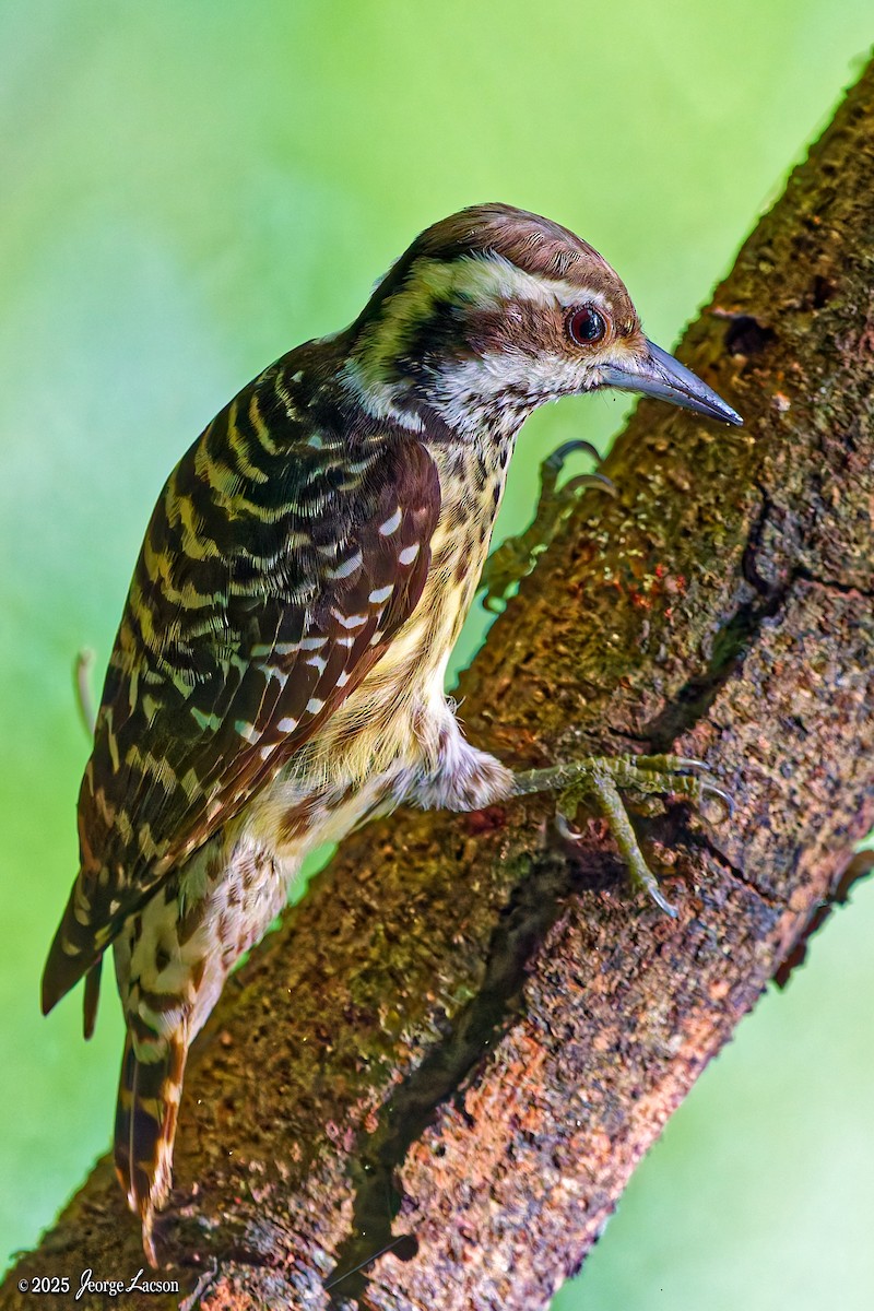 Philippine Pygmy Woodpecker - ML646879307
