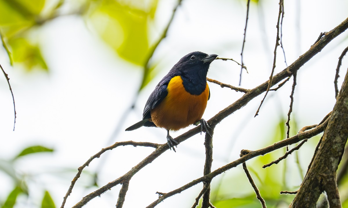 Çelik Mavisi Öfonya - ML646879308