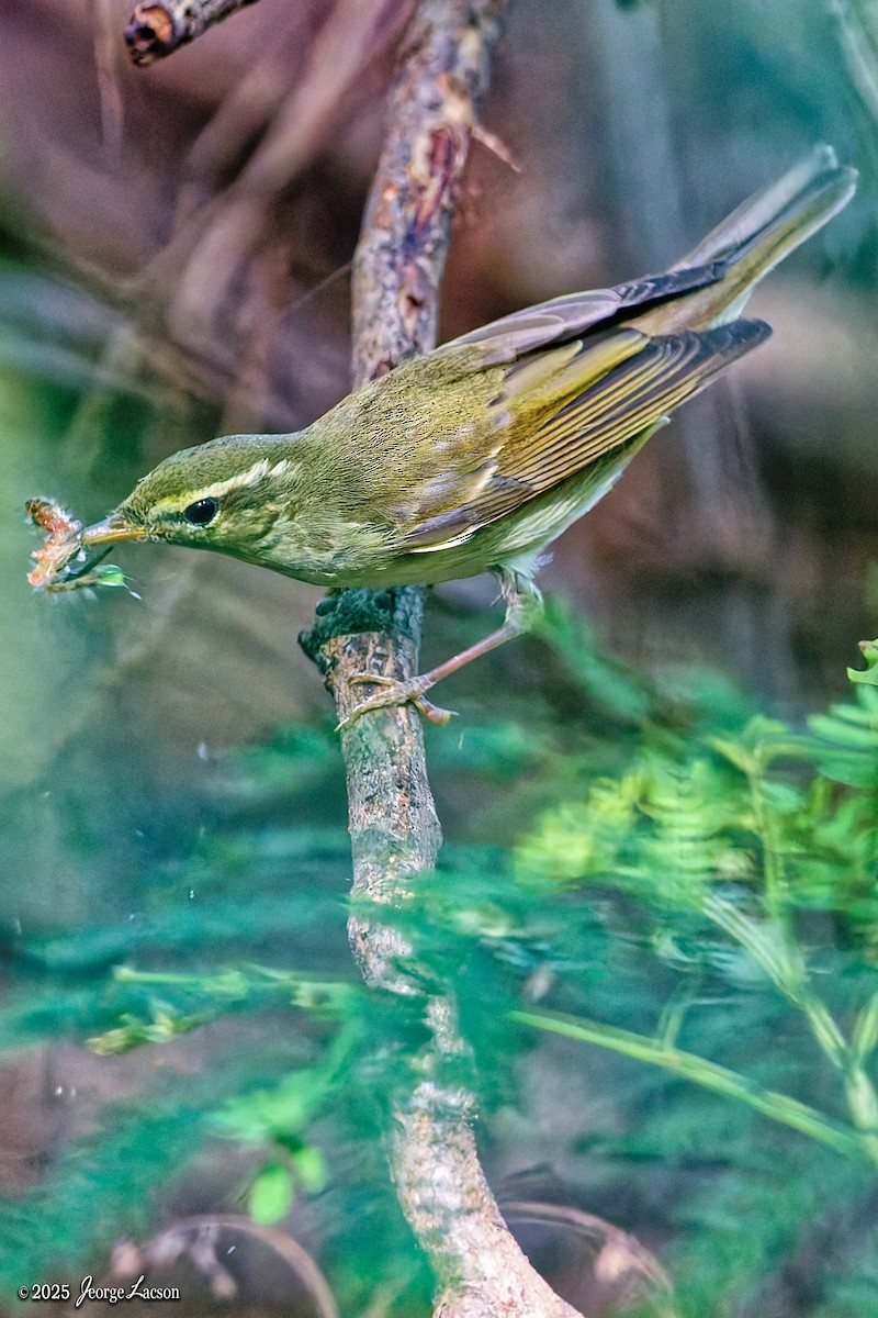 Ipar-txioa - ML646879312