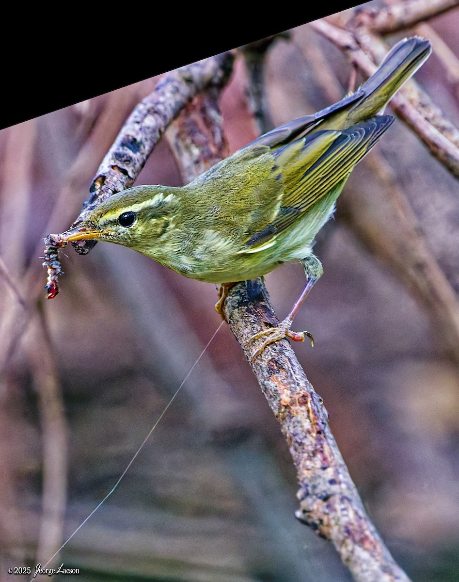 Ipar-txioa - ML646879313