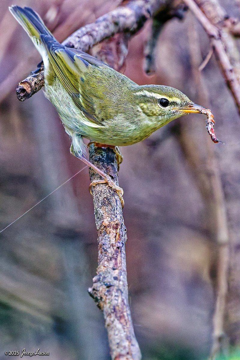 Ipar-txioa - ML646879314