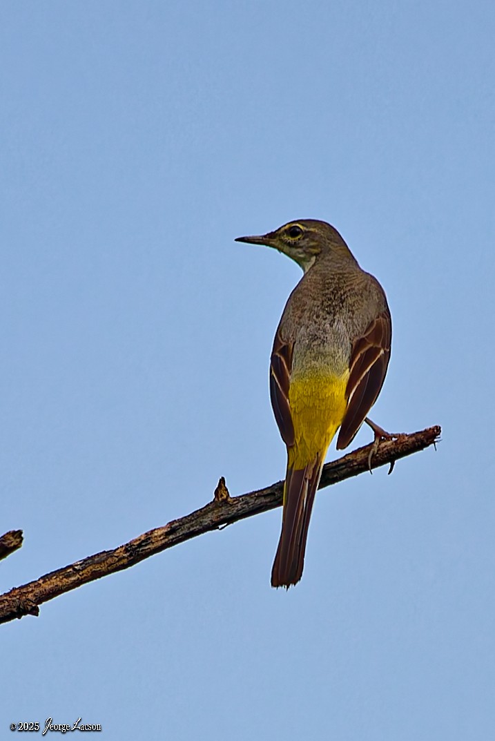 Buztanikara horia - ML646879319