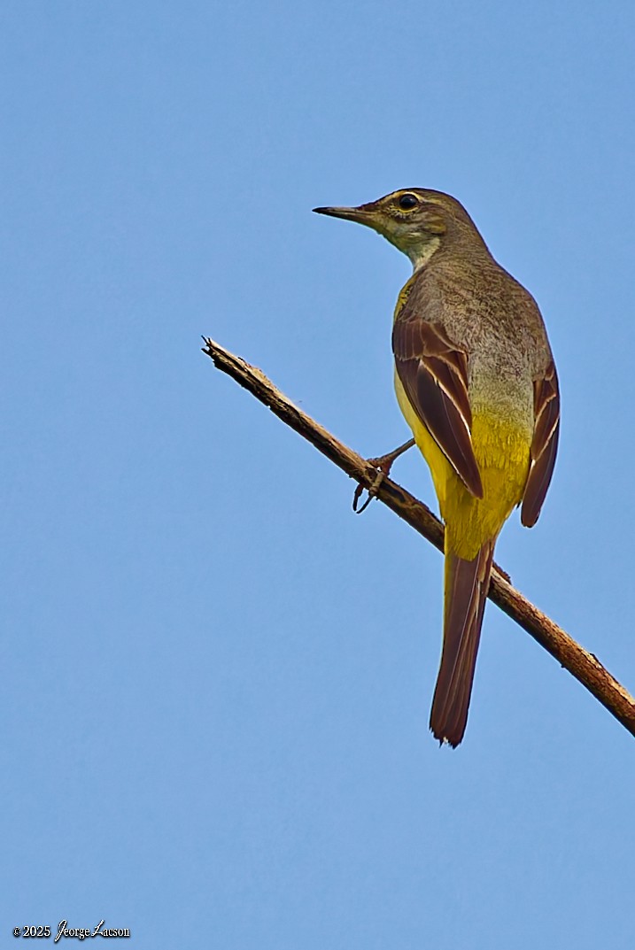 Buztanikara horia - ML646879320