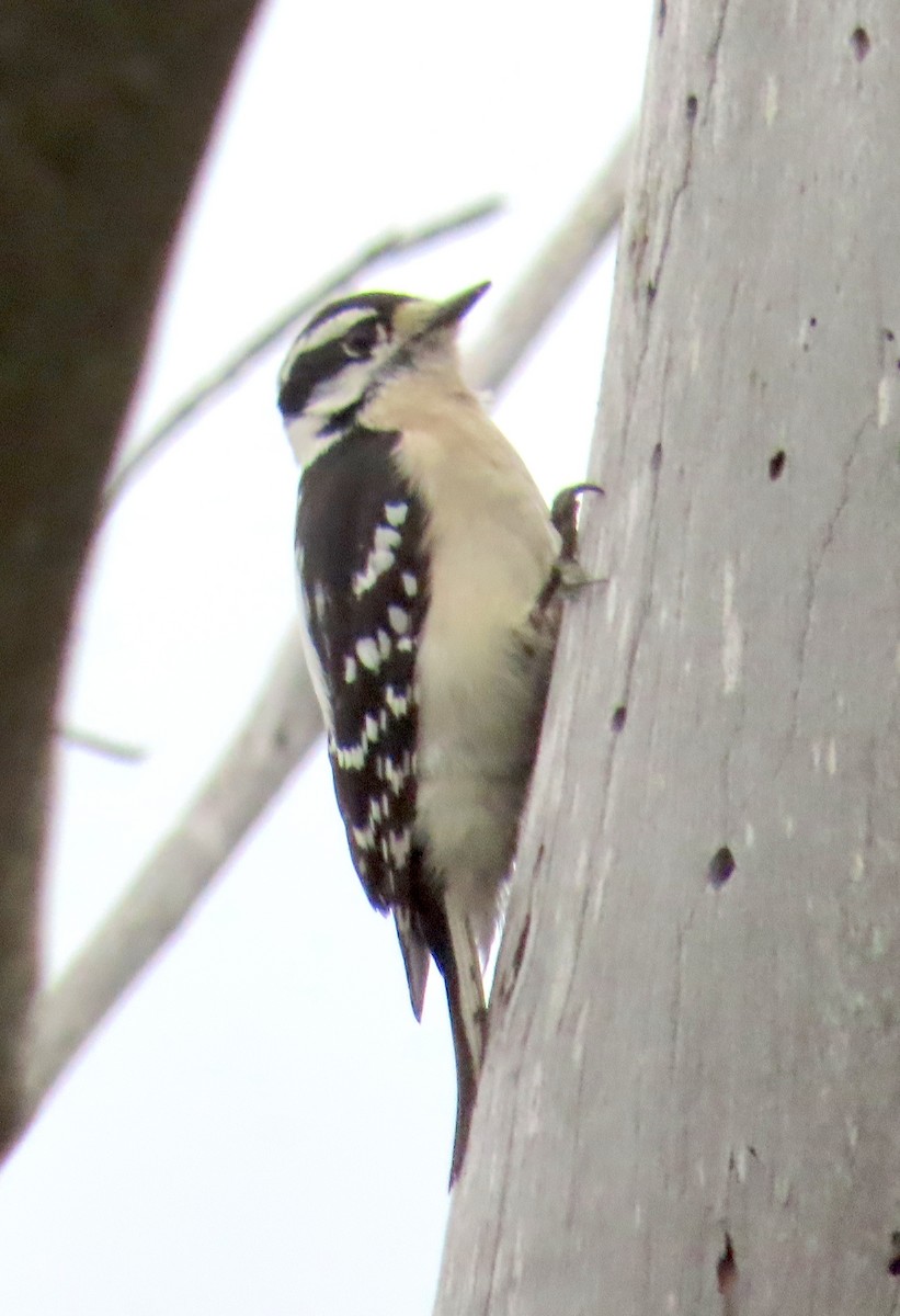 Pic mineur - ML646879321