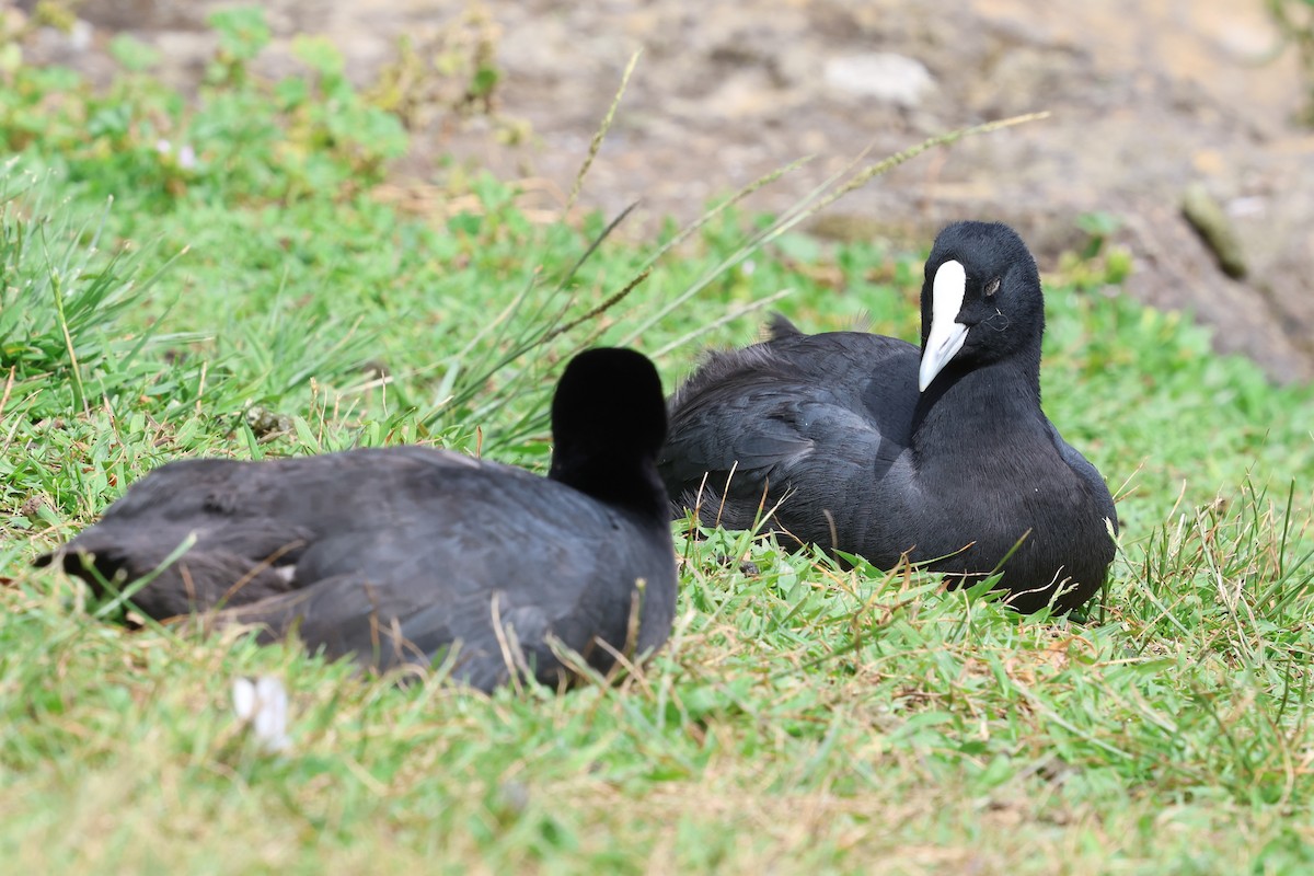 Лысуха - ML646879322