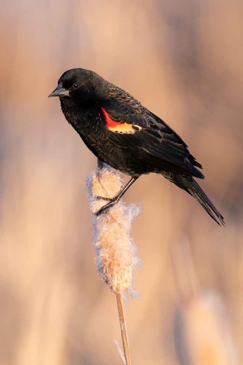 Red-winged Blackbird - ML646879328