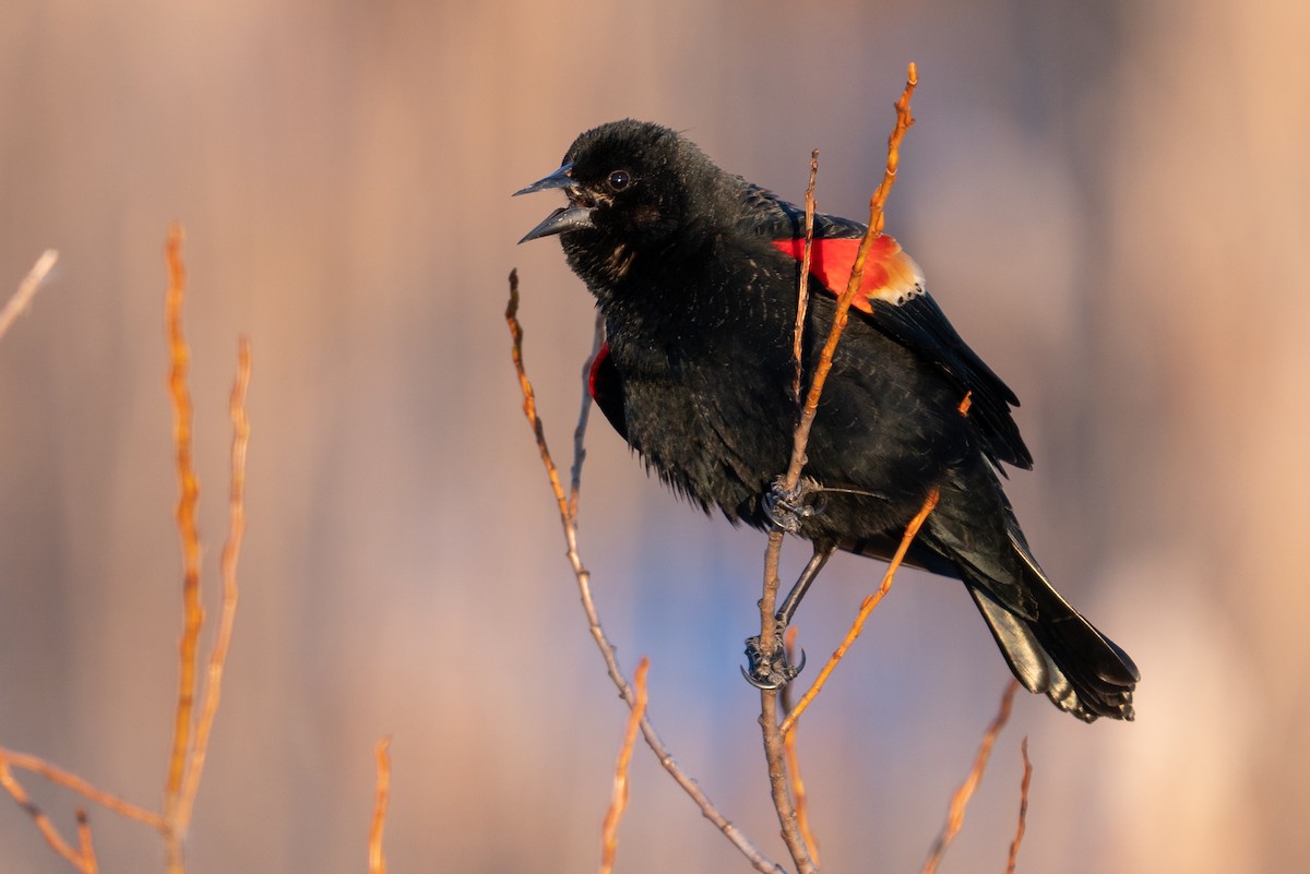 Red-winged Blackbird - ML646879329