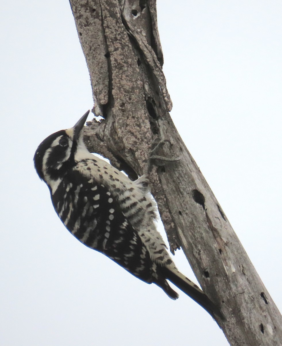 Pic de Nuttall - ML646879336