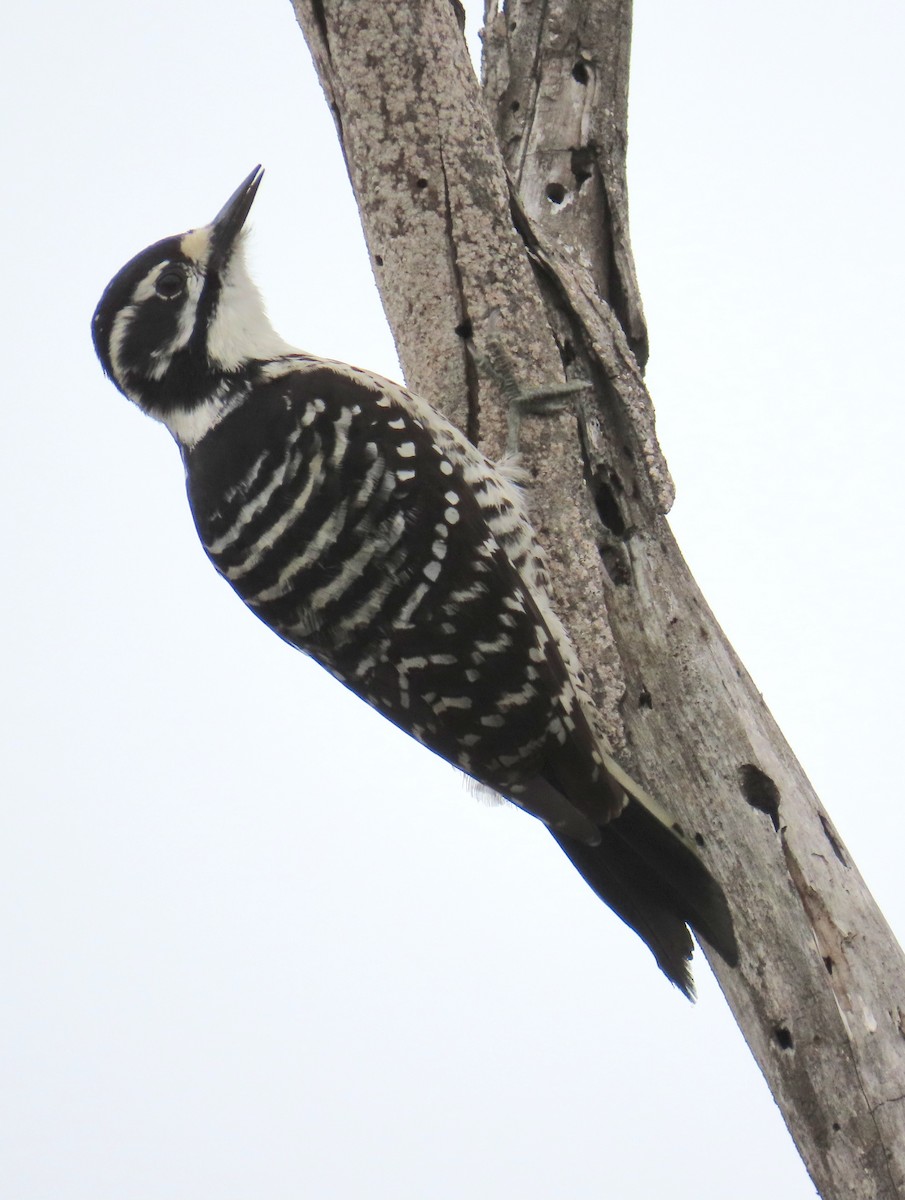 Pic de Nuttall - ML646879346