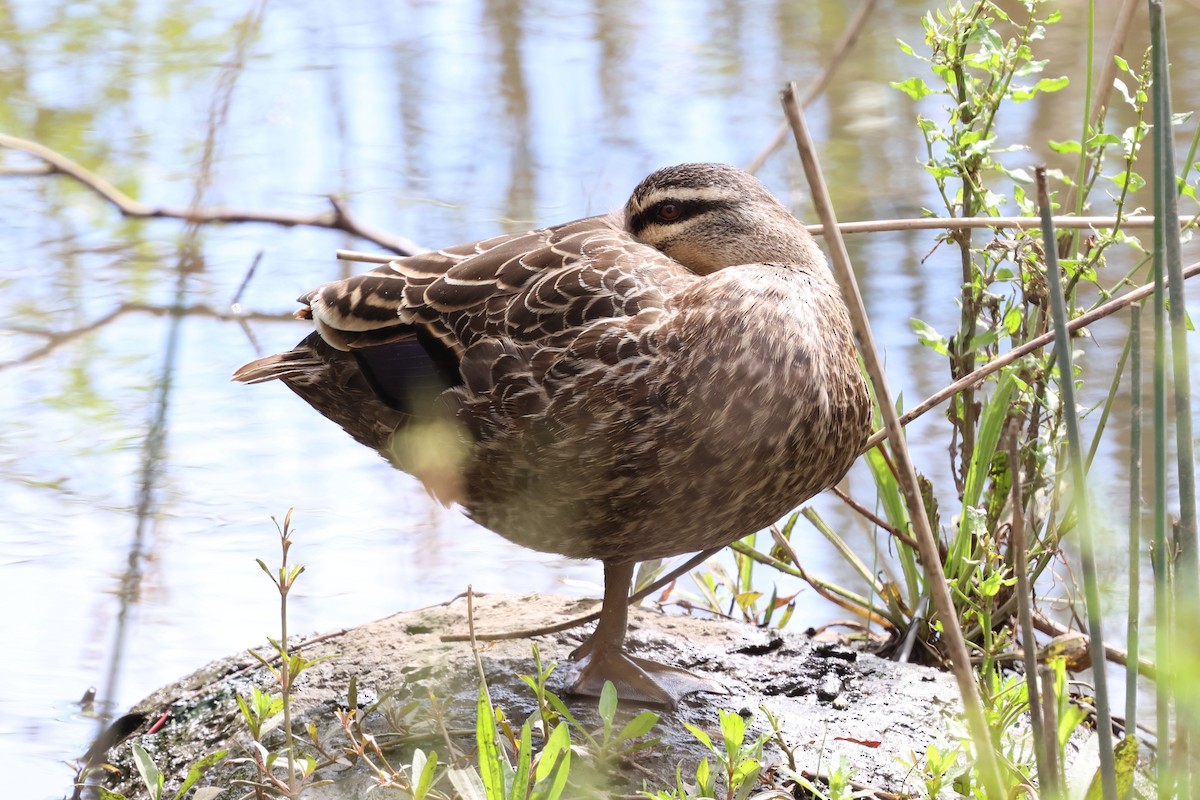 Серая кряква - ML646879350
