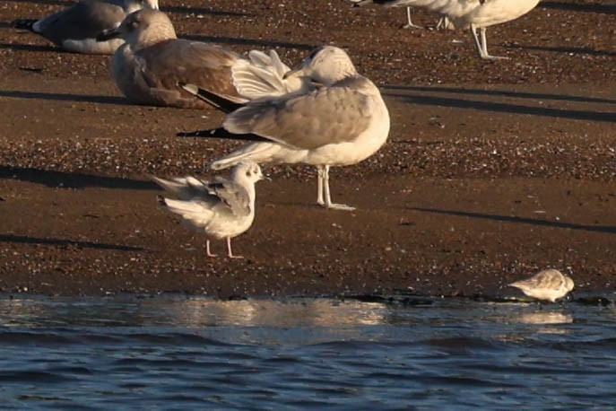 Bonaparte's Gull - ML646879361