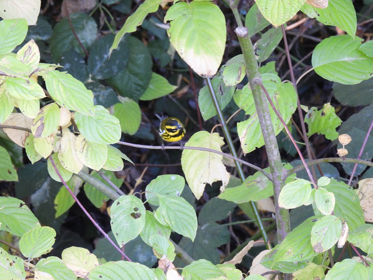 granparula - ML646879365