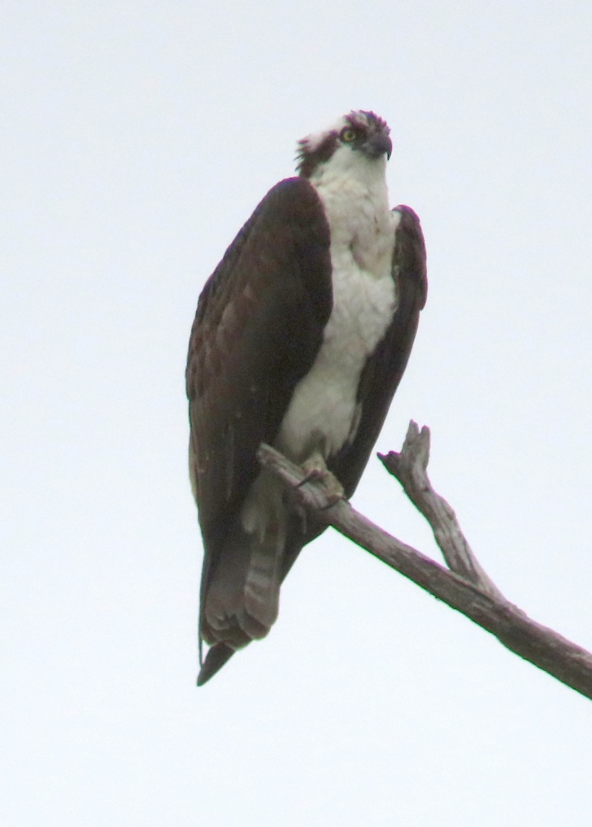 Balbuzard pêcheur - ML646879366