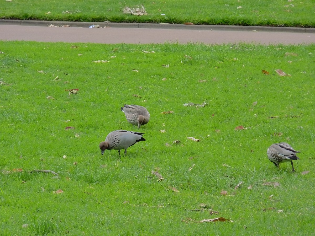 Maned Duck - ML646879368