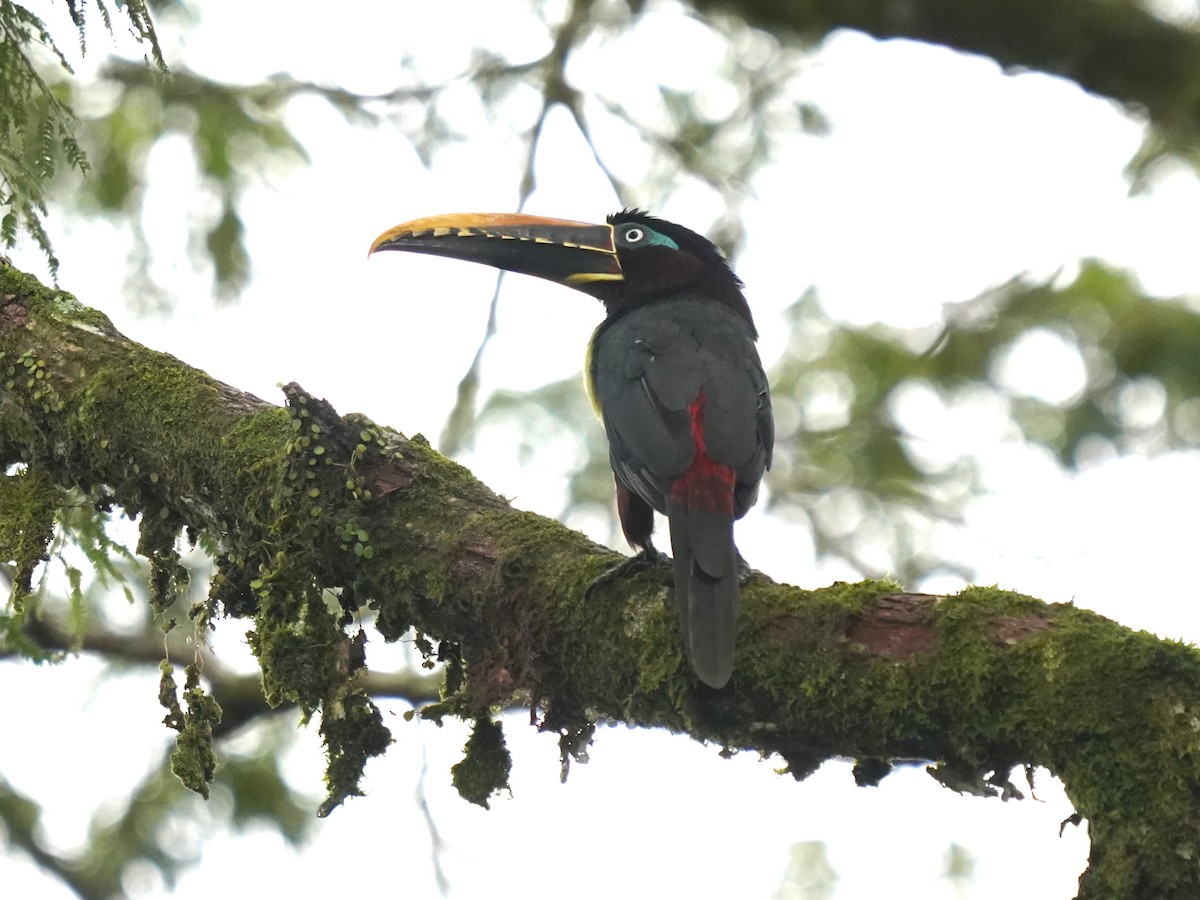 Braunohrarassari - ML646879369