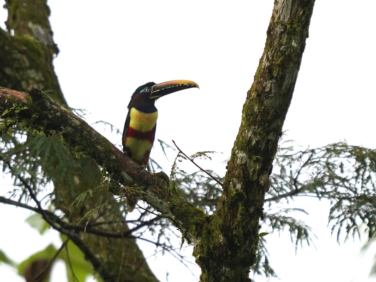 Braunohrarassari - ML646879370