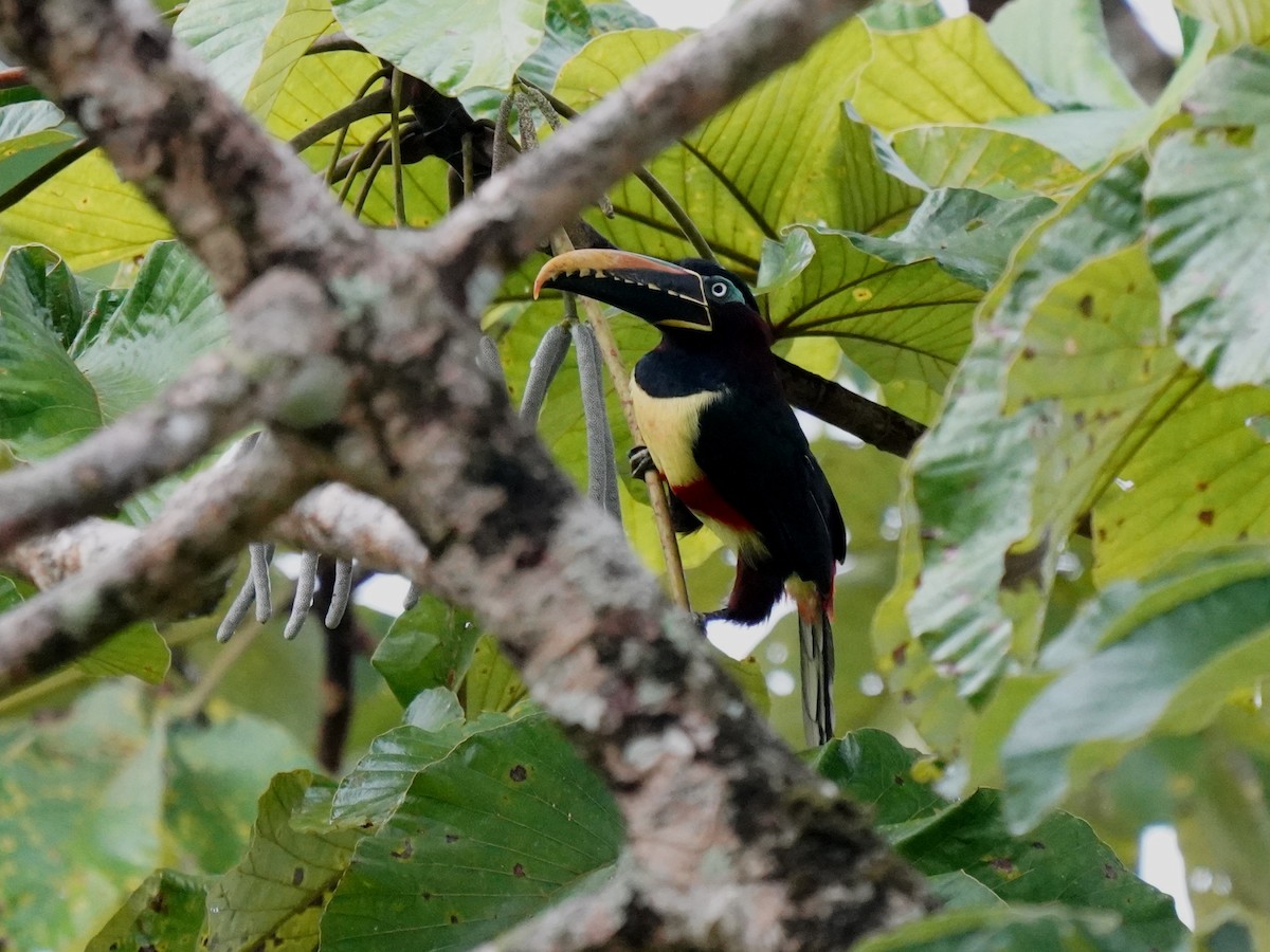 Braunohrarassari - ML646879371