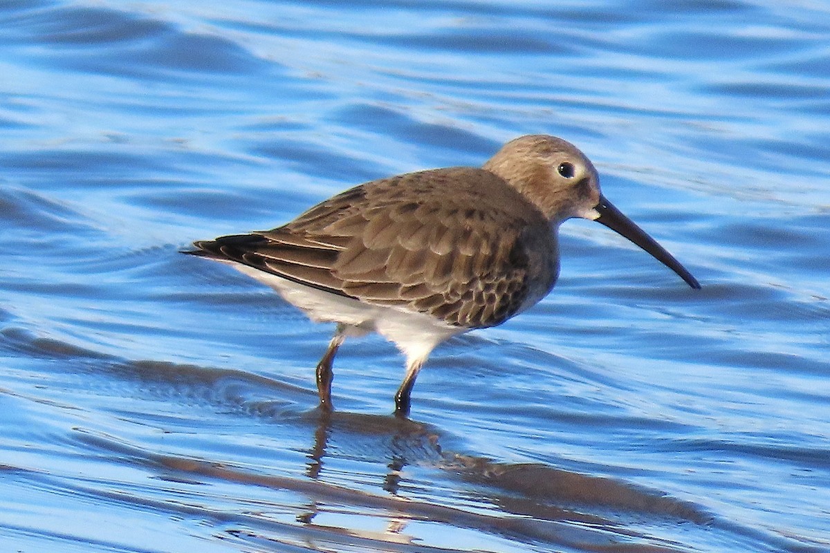 ハマシギ - ML646879372