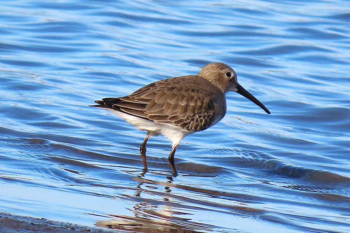 ハマシギ - ML646879373